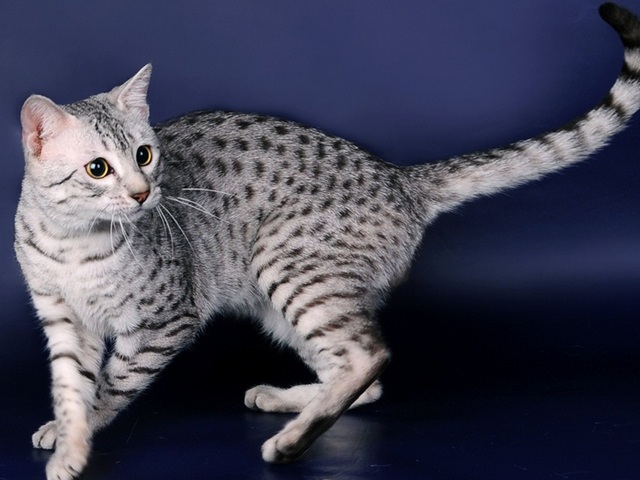 Породы кошек в Старом Шайгово | ЗооТом портал о животных