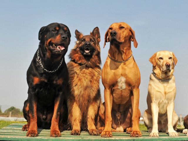 Крупные породы собак в Старом Шайгово | ЗооТом портал о животных