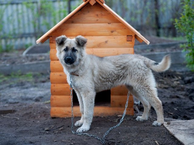 Все о собаках в Старом Шайгово